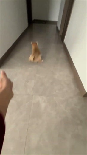 【デマ検証】柴犬は離したらすぐ行っちゃうって誰が言ったの？😂 飼い主の後ろをピッタリ追尾するウチの小狗が健気すぎて爆笑www🏆🐶❤️✨ #犬のいる暮らし #犬しか勝たん #犬のいる生活 #親バカ部
