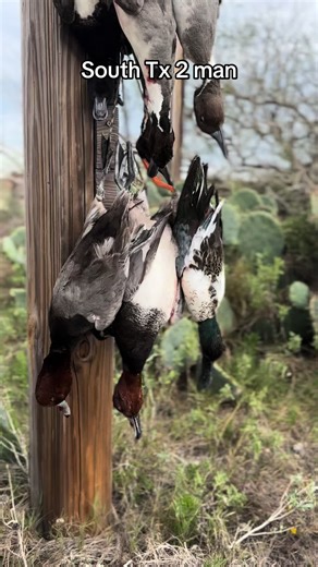 Awesome way to end the week! #duck #hunting #bufflehead #texas #ducks