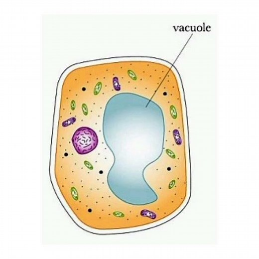 What is Vacuole and Cell Sap