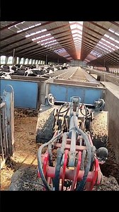 Trimming Cow Hooves Takes Serious Skill ✂️ Watch This