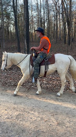 44K views · 576 reactions | EXTREMELY GENTLE PALOMINO HORSE. 13.3 to...