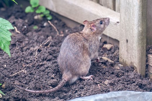 A rat in your garden? Here's what it means and how to get rid of it - Netmums