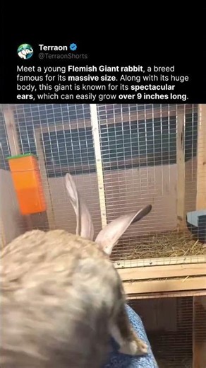This Rabbit Has Huge Ears 🐰😳