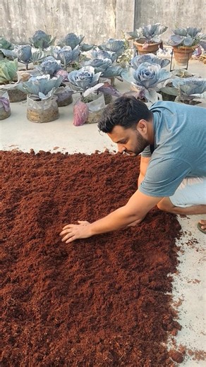 How to Prepare Cocopeat for Transplanting New Plants | Easy Method | Jeet Vlog 3.0