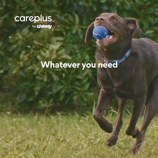 No one likes expensive pet health surprises. Ouch. But there's a plan for that with CarePlus pet insurance. | Chewy
