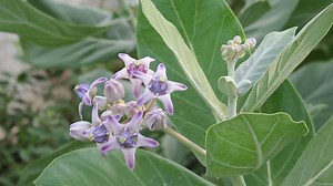 Download purple calotropis or crown flowers for free