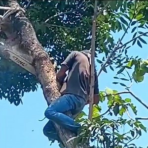 157K views · 594 reactions | The best skill cutting tree | Making Video | Facebook