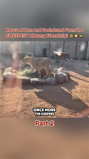 Watch the full, heartwarming story of Mufasa the rescued lion and Slinky the dachshund, from curious babies to the sweetest lifelong friendship! #LionAndDog #InterspeciesFriendship #MufasaAndSlinky #DachshundLife #AnimalRescue