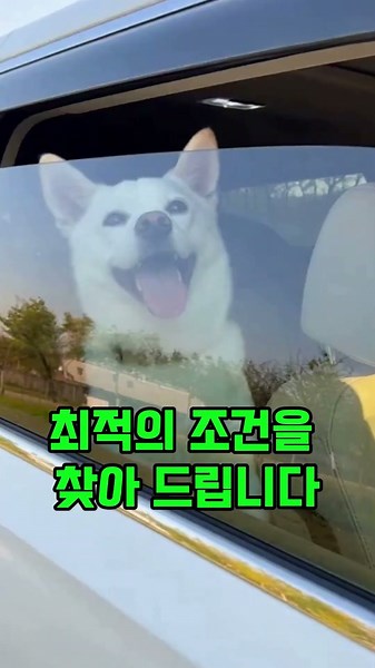 최저가로 중고차리스 / 14일 무료시승 / 일 8,555원으로 내차타기
