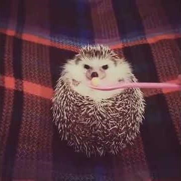 quand un herisson mange
