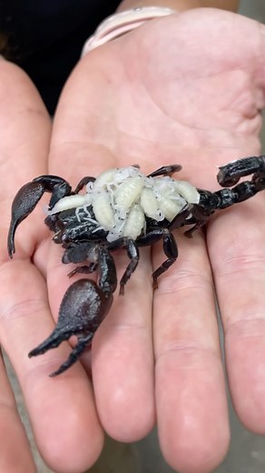 1M views · 4.2K reactions | Emperor scorpions are amazing and all those babies on her back, she isn’t even done yet being a mom  Not even after the 10 to 12 month gestation period 勞amazing • • • #amazing #animalsofinstagram #reels #naturelovers #learn #reelsinstagram ##animals #facts #insect #scorpion #reptilezoo | The Reptile Zoo | Facebook