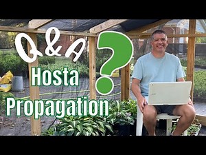 Answering ALL your Hosta Propagation Questions🍃🌿💧 Dividing hostas in a nursery.