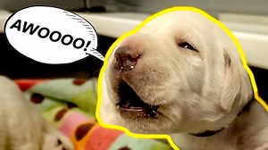 Labrador Puppies Start Howling! | Life With Labradors