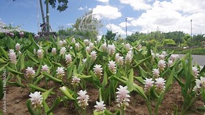 panning footage of Siam tulip flower shoots under the blue sky