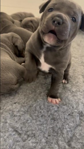 Petra’s Little Velvet Teddy Bear with Attitude 🐶💚 | Blue Staffy Puppy Power