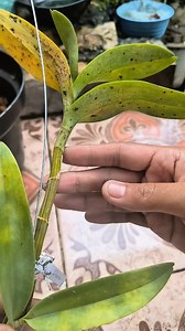 26K views · 215 reactions | Black spots on orchid leaves are primarily caused by fungal infections, such as black rot (Pythium ultimum and Phytophthora cactorum). The way to treat this is to cut it off immediately to prevent the fungus from spreading to other plants. Or separate it from other orchids and treat it with a pesticide spray. Hopefully, this will help you enjoy orchid gardening. #caringfororchid | Ratna Wati | Facebook