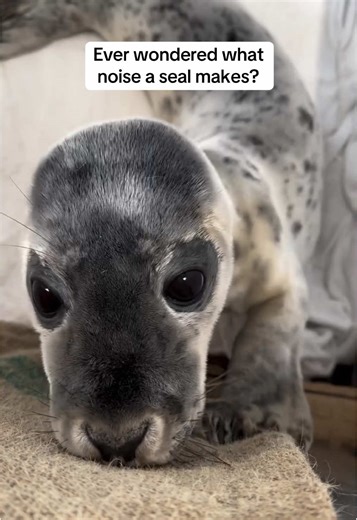 Crying Baby Seal Caught on Camera! Watch the Seal's Heartbreaking Screams