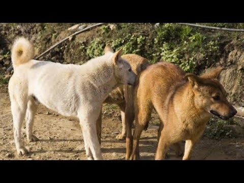 First Time mating dogs in Village for life time