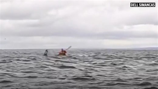 A humpback whale briefly swallows kayaker in Chilean Patagonia — and it's all captured on camera