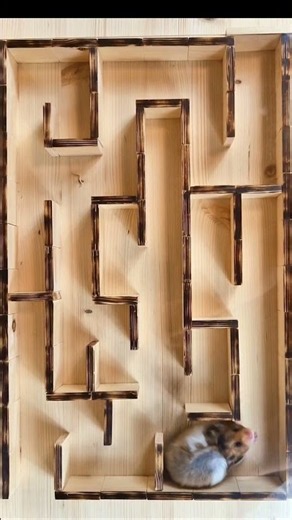 SMART HAMSTER MAZE ESCAPE #hamster #hamstermaze #smart #cute