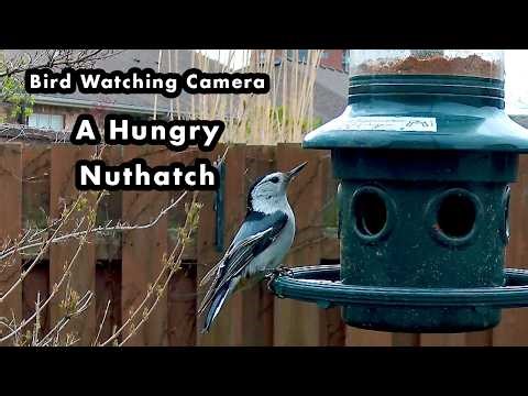 A Close Up of a Nuthatch Eating Seeds at a Bird Feeder - Bird Watching Camera