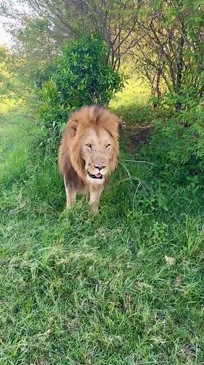 Do Lions Poop in the Woods? #lion #bigcats