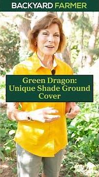 Green Dragon Plant: A Unique Shade Ground Cover
