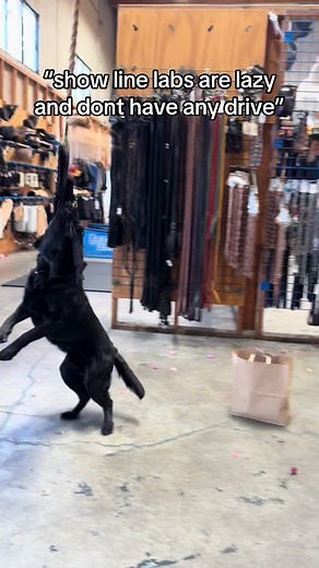 Conformation of Show Line Labradors in Action