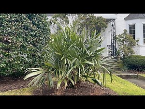 Needle palms can take many different forms