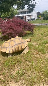 56K views · 980 reactions | Myrtle the lost Turtle has been saved and...