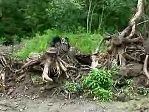 EXTREMELY DISTURBING SASQUATCH VIDEO - ( BIGFOOT CAUGHT ON TAPE )