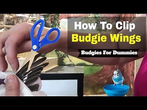 Budgies for Dummies | How to Clip Budgie Wings