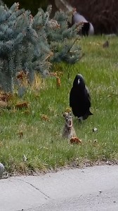 Crow hunting Baby Bunny | Wild World