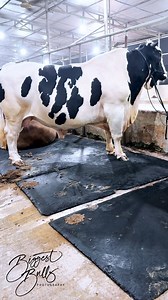 110K views · 1.8K reactions | Holstein Friesian bull with exceptional depth and muscularity #holstein #bull #cattle #cow #livestock | Biggest Bulls Photography | Facebook
