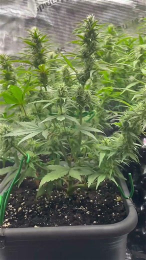 my plant update! 🎄💫 #rap #plants #grow #doku #indoor