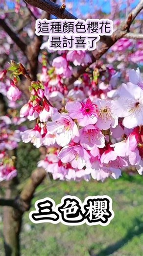 Three-colored cherry blossoms | Hanami (cherry blossom viewing). Cherry blossom season | Tamsui T...