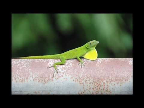 The Green Anole Lizard
