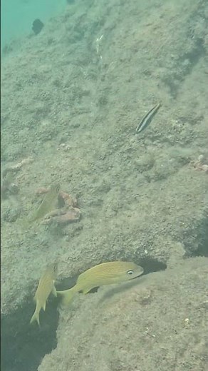 Grunt Fish Group Stays Locked Together 🐟🔁🌊