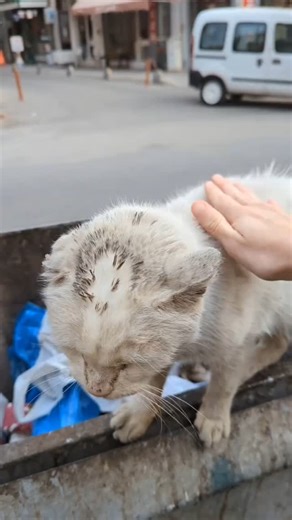 Rea Cats Rescuer on Instagram: "Trash kitty update"