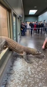 67K views · 68 reactions | Visitors at a busy city zoo were stunned...