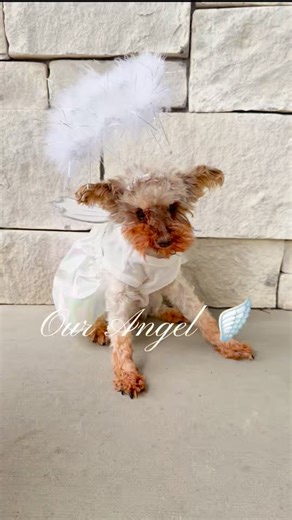 17K views · 3.9K reactions | A recap of our time with Hunny Bunny 懶 Although we had almost two years with you, it still wasn’t enough. Fly high, my sweet Hunny girl. I love you 懶 | The Utah Yorkies | Facebook