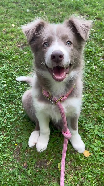 Embracing Self-Love with a Lilac Border Collie