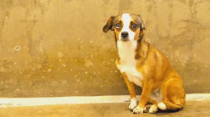 10K reactions · 2.4K shares | Foster dad transforms hiding spot for scared homeless dog | Rocky Kanaka | Facebook