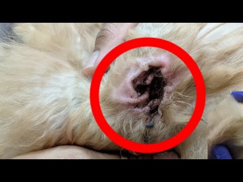 Dog grooming asmr compilation