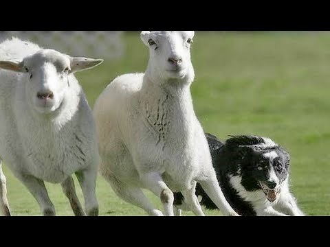 Brilliant Sheep Herding Demonstration at the 2019 Scottish Festival Long Beach