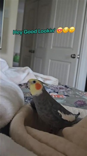 Cute And Funny Cockatiel 😜😃 || Talking Parrot 🦜