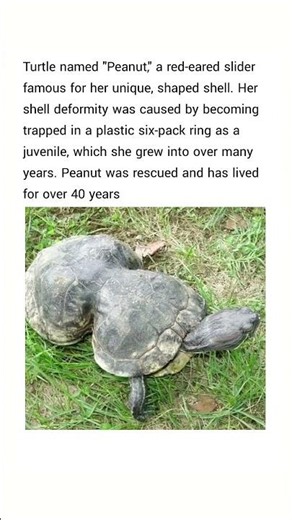"Peanut," a red-eared slider famous for her unique, figure-eight shaped shell.