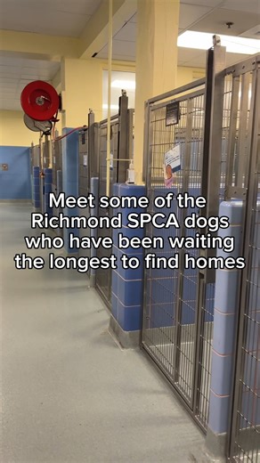 Meet a few of our long-term dogs waiting for you bring them home. 🫶 If one of these pups stole your heart, give our adoption center a call at 804-521-1307. We're open tomorrow from noon to 7 p.m. 💙🐶 #adoptrva #dogsforadoption #dogsoffacebook | Richmond SPCA