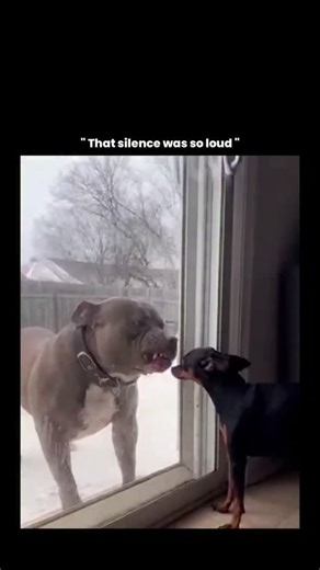 ꧁༒♛ 𝔅𝔦𝔩𝔩𝔦𝔬𝔫𝔞𝔦𝔯𝔢 𝔞𝔲𝔯𝔞♛༒꧂ on Instagram: "Follow for more @alone_.4646 comment 👍 This video captures a fascinating mix of animal behavior, sensory perception, and social bonding in dogs. Even though the two dogs are separated by a glass door, they're engaging in what looks like a social interaction driven largely by smell, sight, and learned association rather than physical contact. Dogs rely far more on scent than vision, but they can still recognize familiar faces and body languag