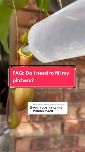 Fascinating World of Pitcher Plants: A Unique Carnivorous Species